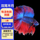美人霧觀賞魚小型熱帶魚 泰國斗魚 觀賞魚活魚淡水活體 雙尾半月公斗魚（隨機(jī)）1條