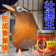 祥將畫眉鳥食【不吃就退】畫眉鳥營養(yǎng)壯膘提性養(yǎng)膘增膘專用飼料壯膘王 1瓶裝【500g】