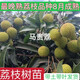 馬貴荔枝樹苗正宗嫁接妃子笑冰荔仙進(jìn)奉桂味荔枝庭院無核當(dāng)年結(jié)果 晚熟馬貴荔枝樹【4年苗】1顆 60cm(含)-69cm(含)