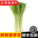 辰實香茅草【發(fā)順豐】新鮮檸檬香茅香料菜 奶茶店泰國冬陰功湯原料 1斤香茅草【順豐快遞】