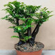 小葉紫檀樹苗黑骨茶室內(nèi)陽臺盆栽花卉綠植耐寒四季常青微景觀樁形 中號4根25厘米高左右