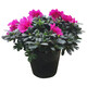 種花迷比利時(shí)花盆栽四季開(kāi)花杜鵑花盆景花卉杜鵑花苗室內客廳陽(yáng)臺綠色植 紫色杜鵑 三年苗(帶花苞)