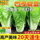 四季奶油快菜種子高產(chǎn)速生耐熱菜種子耐高溫小白菜菜種子蔬菜種子 【種植簡單】四季奶油快菜種子 【新客戶嘗鮮價】1包約1200粒