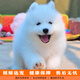 伊寵純種薩摩耶幼犬微笑天使雪橇犬寵物狗狗活體小狗活物幼崽 寵物級(jí) 公