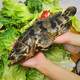 豪客仕石斑魚(yú)野外生長(cháng)海捕龍膽珍珠斑 老虎斑生鮮魚(yú)類(lèi)海鮮smzdm 凈重 4斤 【1-1.5斤/條 】 深海石斑 魚(yú)