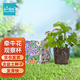 IAM City Farmer牽?；ǚN植盆栽 小學生科學趣味diy盆栽 植物觀察窗發(fā)芽生長10034
