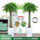 綠韻花田【兩小時(shí)達(dá)】步步高發(fā)財(cái)樹(shù)盆栽植物室內(nèi)大型植物客廳開(kāi)業(yè)公司門(mén)口 辮子發(fā)財(cái)樹(shù)一對(duì)