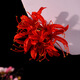 夢(mèng)君宸紅色彼岸花長(cháng)流蘇發(fā)夾仿花朵發(fā)簪婚慶漢服配飾古風(fēng)頭飾對夾發(fā)飾 彼岸花發(fā)夾單支【無(wú)流蘇】