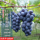 德沃多巨峰葡萄粗0.6-1cm陽光玫瑰藍(lán)寶石葡萄苗南北方爬藤盆栽源頭直發(fā)