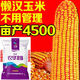 矮桿玉米種子大全國(guó)審雙胞胎抗旱馬牙抗倒伏農(nóng)科院新品種 農(nóng)華816【4200粒+300?！?農(nóng)華816【4500?！侩p胞胎品種