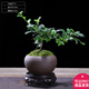 幼薇小葉福建茶盆景微型觀葉花卉小盆栽室內(nèi)茶室綠植客廳造型觀果盆景 顠枝福建茶+紫砂圓盆+圓形底盤 帶盆栽好