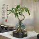 中夢(mèng)發(fā)財樹(shù)水培植物盆栽室內擺件綠植招財客廳辦公室水養凈化綠蘿桌面 好養易活】雙桿發(fā)財樹(shù)-輕奢小藍瓶