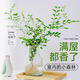 創(chuàng)京鑫選水培植物九里香盆栽桌面綠植室內(nèi)鮮花水養(yǎng)花卉懶人馬醉不支持退換 單發(fā)植物九里香30-40厘米一株 0cm 裸根不帶土