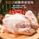 果亦橙 雞肉生鮮老母燉湯煲湯食材鮮雞肉無(wú)抗老母雞 3斤老母雞