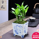 幼薇富貴竹室內(nèi)植物節(jié)節(jié)高桌面綠植帶根好養(yǎng)步步高花卉文昌竹客廳盆栽 富貴竹叢林+青花瓷陶瓷盆 帶盆栽好