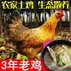 3年農(nóng)家散養(yǎng)老母雞土雞 1只正宗現(xiàn)殺散養(yǎng)蘇北草雞笨雞柴雞走地雞 1只老母雞【2.2-2.4斤】