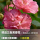 臨雅木芙蓉花盆栽樹(shù)苗重瓣三醉帶花苞四季開(kāi)花陽(yáng)臺庭院花卉植物室內花 三色芙蓉花-高度65cm-多分支