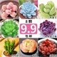 多肉組合盆栽陽(yáng)臺盆栽喜陽(yáng)植物新手福利按圖發(fā)貨品種花卉好養 C款8種加盆土
