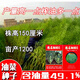 原裝新種德名油801 矮桿高產(chǎn)含油量高油菜種子油菜籽抗倒伏雜交種 2025新種【德名油801】*1袋50克