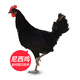 順豐空運(yùn)  云南香格里拉高原走地雞土雞散養(yǎng) 月子雞當(dāng)天現(xiàn)殺烏雞 正宗土雞（2只裝贈(zèng)送湯菌包）