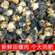 皓謙 新鮮螺肉蘇北洪澤田螺肉現挑螺絲肉真空包裝正宗淡水螺螄肉 大號螺絲肉 一斤裝