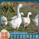 新食道農(nóng)家散養(yǎng)老鵝子鵝 新鮮現(xiàn)殺整只大白鵝禮盒 鮮切鵝胗 送禮佳品 大白鵝禮盒（6-7斤左右/只）