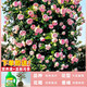 壹植1米8大苗薔薇花苗藤本月季陽(yáng)臺爬藤植物特大花四季開(kāi)花卉盆栽玫瑰 【粉色龍沙寶石】1.6-1.8米高 不含盆