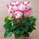 意軒大苗仙客來盆栽室內(nèi)花卉 兔子花 花苗兔耳花蘿卜海棠帶盆帶花帶土 仙客來花蝴蝶