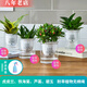 雅卉水培植物盆栽發(fā)財樹(shù)辦公室內小綠植蘆薈吊蘭花卉盆栽好養 蘆薈+碧玉+哈尼虎皮蘭+鐵海棠 含盆