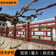 世騰水泥仿木護(hù)欄戶外河道景觀防護(hù)欄圍欄柵欄新農(nóng)村坑塘改造欄桿扶手 董：183-3887-1001咨詢客服