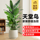 植季天堂鳥(niǎo)盆栽客廳綠植辦公室內大型植物新房家用吸甲醛花卉凈化空氣 8-9株-1.8-1.9米-L154米白聚寶盆 含盆