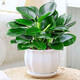 行湘金鉆盆栽綠公主新房綠植花卉易活客廳吸甲醛+白蓮陶瓷盆 源頭直發(fā)