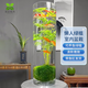 米竹水培魚(yú)缸翡翠觀(guān)音竹苔蘚球植物室內禪意盆栽鳳尾竹觀(guān)音竹竹子 20*50CM【魚(yú)缸+座】苔蘚球觀(guān)音竹