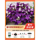 顏集卉紫葉酢漿草多年生幸運三葉種球種子根盆栽庭院花卉觀花植物室內(nèi)花 紫葉酢漿草種球20個+生根粉+顆9