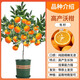 臨雅廣西沃柑樹(shù)苗無(wú)核無(wú)籽嫁接果樹(shù)苗庭院地栽種植源頭直發(fā)沃柑2棵