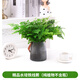 壹植鐵線蕨盆栽水培蕨類植物客廳室內(nèi)密葉垂吊好養(yǎng)觀葉耐陰四季綠植 精品水培鐵線蕨*1（純植物） 帶盆栽好
