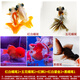 智伴熊 ZIBARBEAR蝶尾金魚(yú)鎏金小金魚(yú)活觀賞魚(yú)小型冷水魚(yú)淡水魚(yú)好養(yǎng)耐活紅獅魚(yú)泰獅 6-8cm金魚(yú)套餐c 共9條