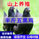 現(xiàn)貨半斤一斤五黑雞活苗純種五黑一綠雞綠殼蛋雞半斤土雞正宗烏骨 半斤左右  拍7贈(zèng)1 發(fā)8只 驚爆款
