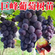 特大巨峰葡萄樹苗無籽葡萄苗庭院陽臺(tái)盆栽地栽果樹苗南北方種植 4年苗當(dāng)年結(jié)果
