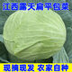 江西包心菜當季現摘包菜新鮮卷心菜綠色甘藍扁平包菜蓮花白蔬菜 9.01-10斤