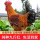 半斤一斤活體雞草雞散養小雞仔脫溫半大雞家養雞苗下蛋雞批發(fā) 半 一斤九斤紅（ 1只價(jià)格4只起拍）