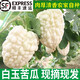 七葉島  山東白玉苦瓜蘋(píng)果苦瓜瓜現摘新鮮苦瓜農家自種可生吃苦味蔬菜 1000g