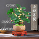 臨雅小盼菩提樹(shù)盆栽帶果綠植室內禪意盆景植物桌面蓮花素陶盆源頭直發(fā)