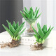 中夢(mèng)蘆薈盆栽含盆室內植物大盆多肉 大號蘆薈【Q1號荷葉陶瓷盆】 3盆小蘆薈（裸根不含盆）