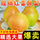 爾蝶紅香酥梨新鮮酥梨子10斤當(dāng)季時(shí)令梨子水果脆甜香梨現(xiàn)摘現(xiàn)發(fā)應(yīng)季 精選 5斤裝
