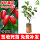 草木旺羊奶果樹(shù)苗嫁接德甜二號3號南方新品種不帶花室外南北方種植當年 直生羊奶果苗 帶土帶葉 2年苗 高度：40-60公分