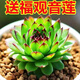 多肉植物組合盆栽小綠植花卉玉露大顆好養室內精品肉肉陽(yáng)臺喜光 觀(guān)音蓮3-4cm加盆土