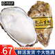 尚致生蠔鮮活特大海蠣子牡蠣?zhēng)湫迈r牡蠣肉 生鮮貝類(lèi) 4XL凈重4斤【10-12個(gè)】精選大號(hào)