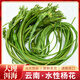 云南大理特產(chǎn)水性楊花菜 海菜花瀘沽湖麗江海菜 洱海野菜現(xiàn)摘包郵 1斤