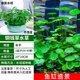 瘋狂水草水培銅錢(qián)草魚(yú)缸底部水草魚(yú)缸造景魚(yú)缸綠植約30-40根 源頭直發(fā)包郵